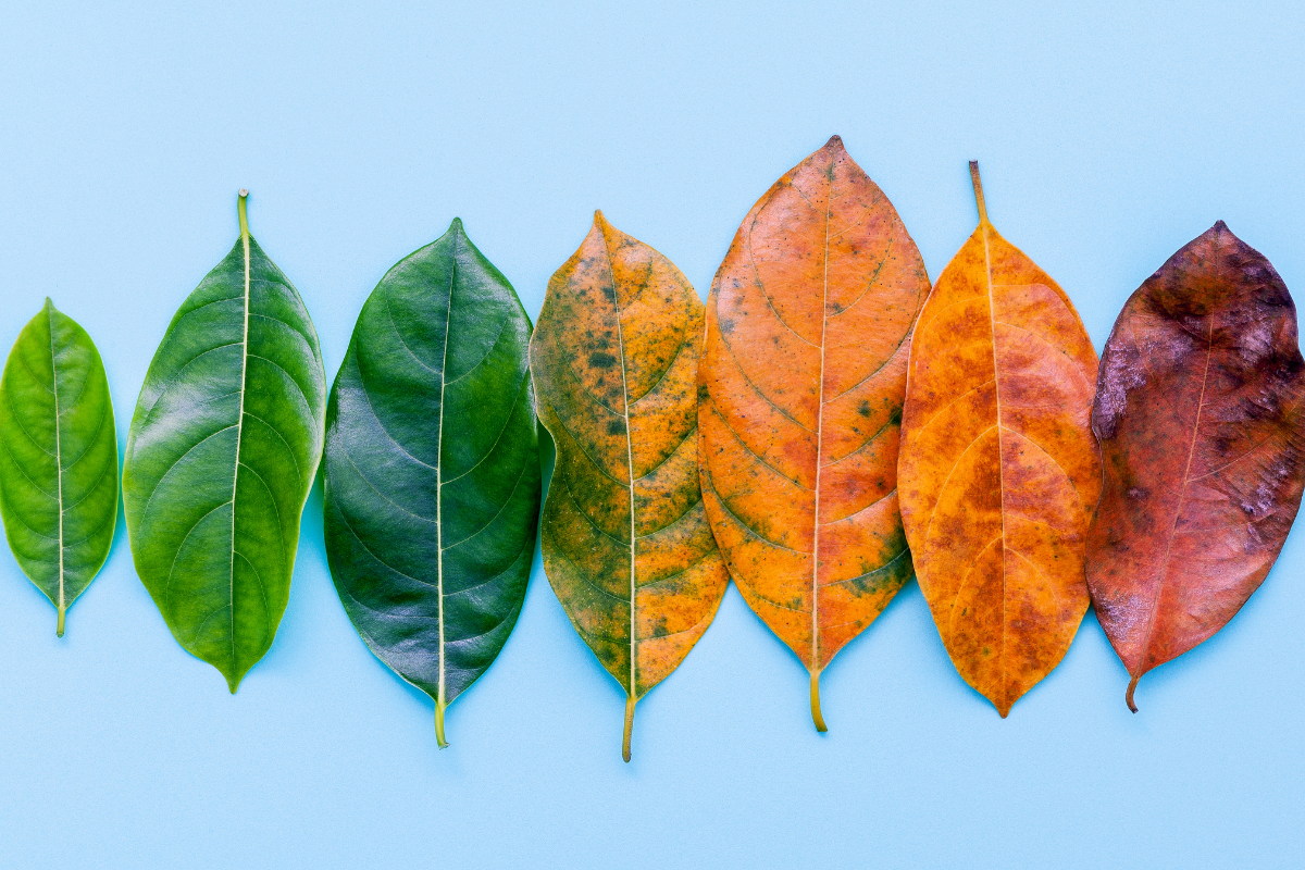 photo of leaves in varying colors representing states of change