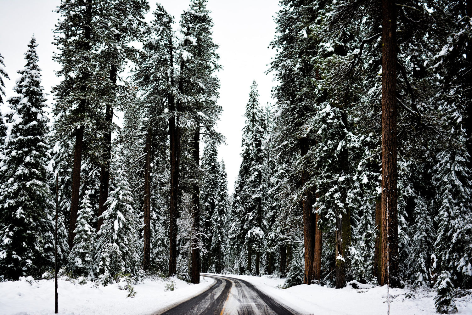 Snowy Forest
