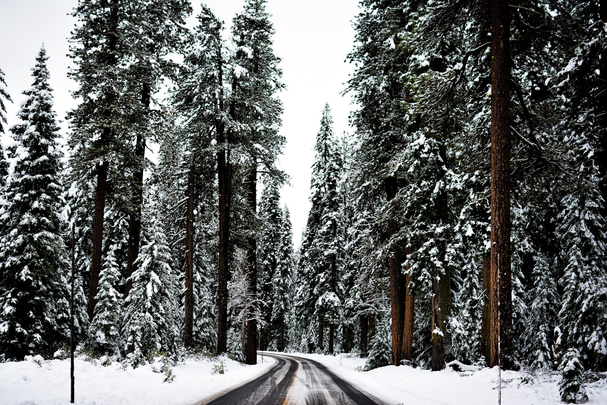 Snowy Forest