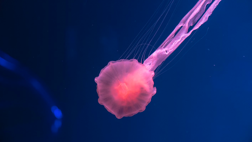 pinkish red nerve traversing through a blue space