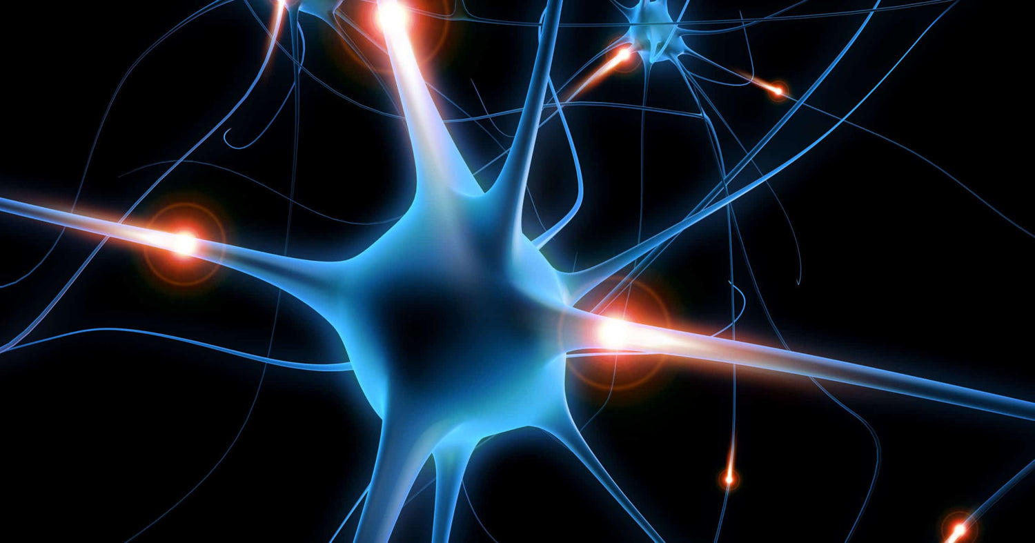 Growing New Brain Cells