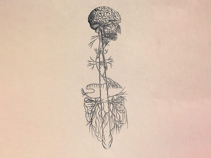 Illustration of the vagus nerve system from brain to gut set against a pale pink background. 