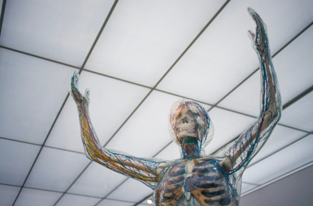 Looking upwards at a computer generated image of a skeleton encased in nerves that are blue, red, and yellow, the ceiling is in view and provides illumination of white light there is a grid pattern in the ceiling