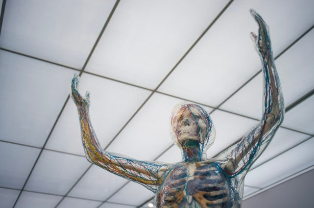 outline of human body filled with blue and red veins